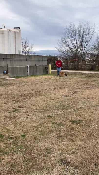 Enlarge ASIA-Adorable and Active, a ADOPTABLE mixed breed in Stephenville, TX video 6/6