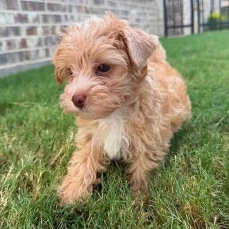 Enlarge Mango Tango Miller, an adopted Poodle (Toy) in Plano, TX image 3/5