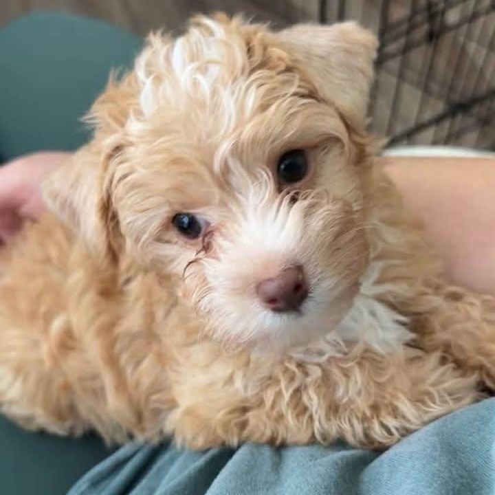 Mango Tango Miller, adopted, Puppy Male Poodle (Toy).