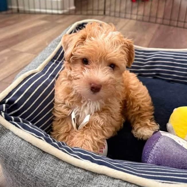Enlarge Mango Tango Miller, an adopted Poodle (Toy) in Plano, TX image 2/5
