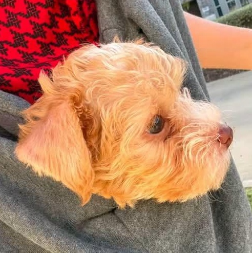 Enlarge Mango Tango Miller, an adopted Poodle (Toy) in Plano, TX image 4/5