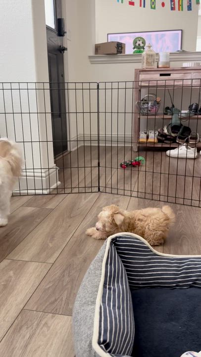 Enlarge Mango Tango Miller, an adopted Poodle (Toy) in Plano, TX video 5/5
