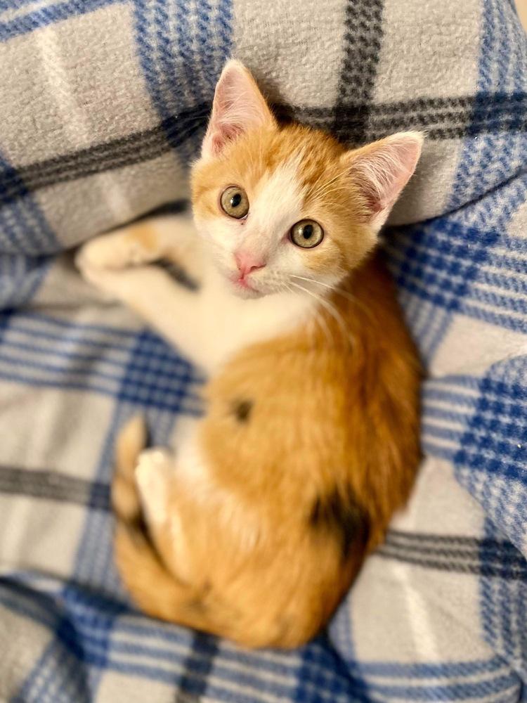 Saylor, Adopted, Young Female Calico.