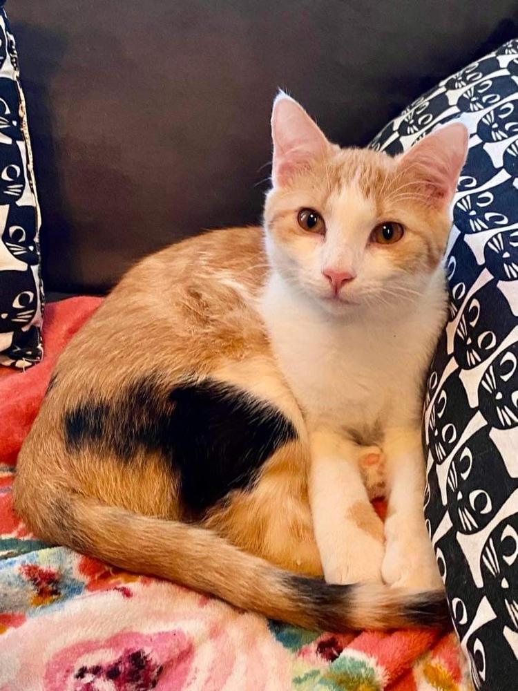 Saylor, a Adopted mixed breed in Panama City Beach, FL image 2/3