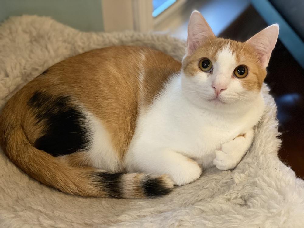 Saylor, a Adopted mixed breed in Panama City Beach, FL image 3/3