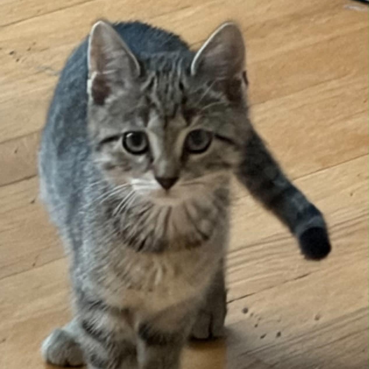 Enlarge Tabitha, a ADOPTABLE Domestic Short Hair in Warren, NJ image 1/3