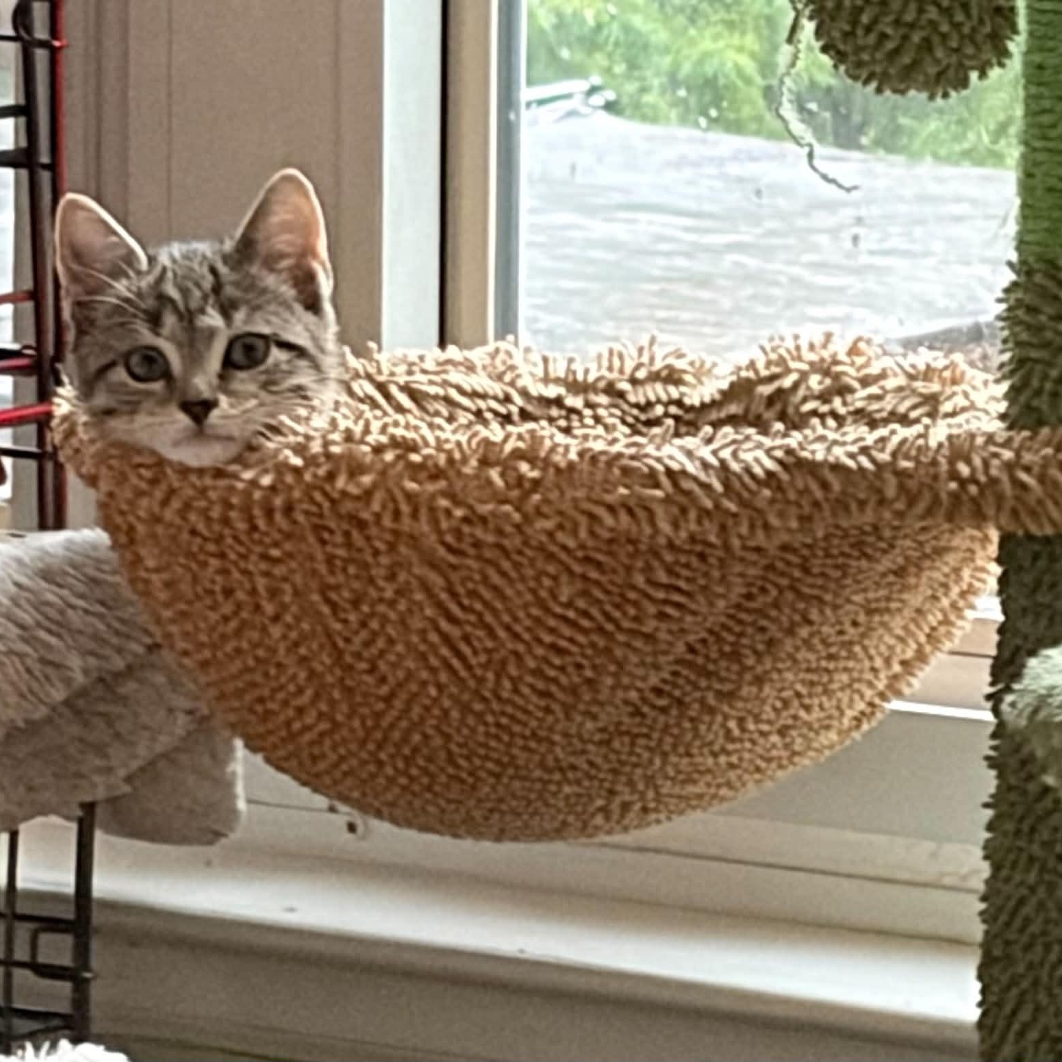 Enlarge Tabitha, a ADOPTABLE Domestic Short Hair in Warren, NJ image 3/3