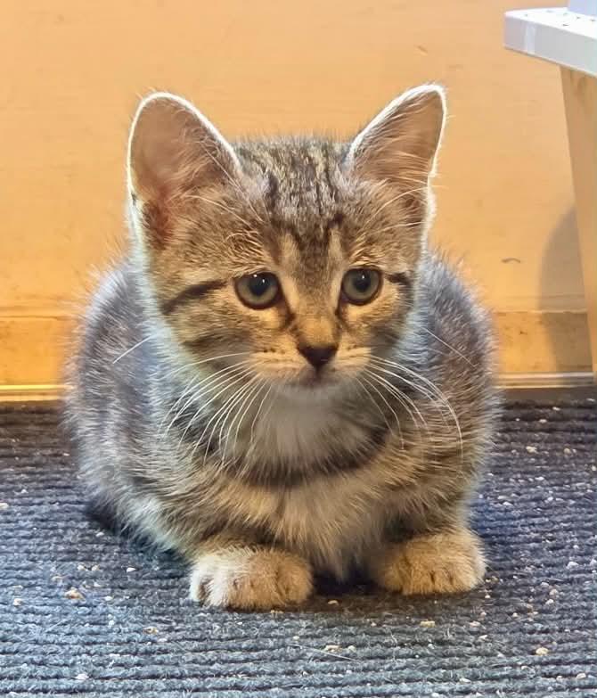 Enlarge Tabitha, a ADOPTABLE Domestic Short Hair in Warren, NJ image 2/3