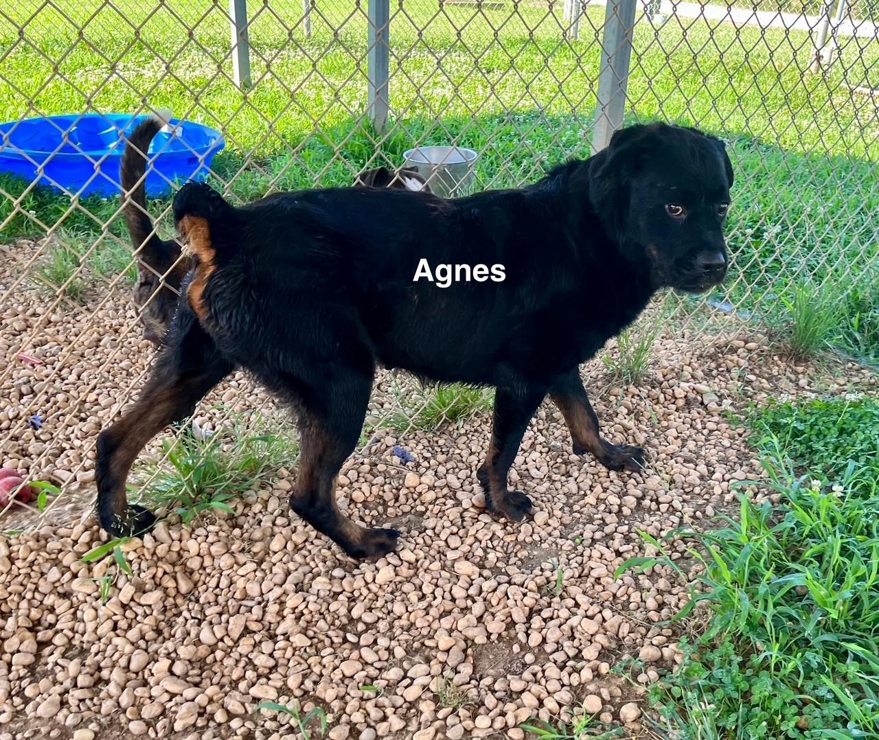 Agnes