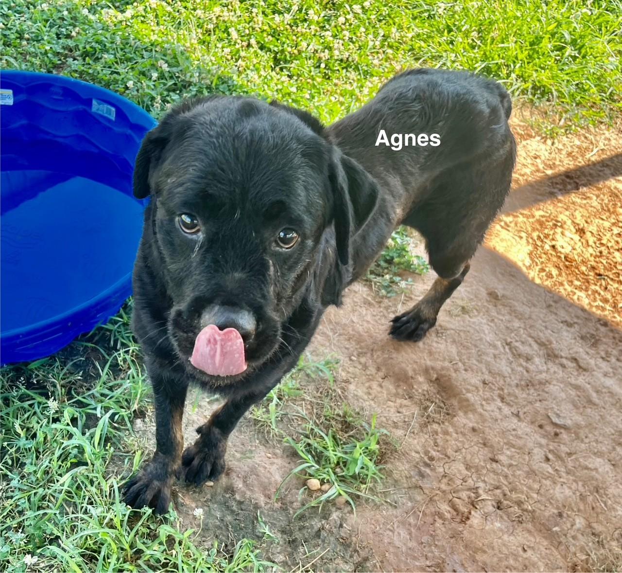 Agnes