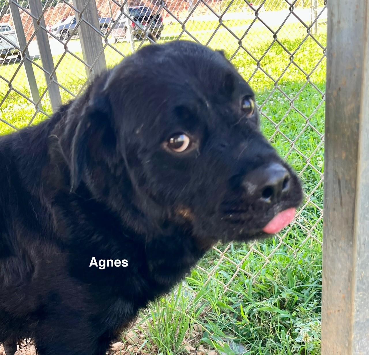 Agnes