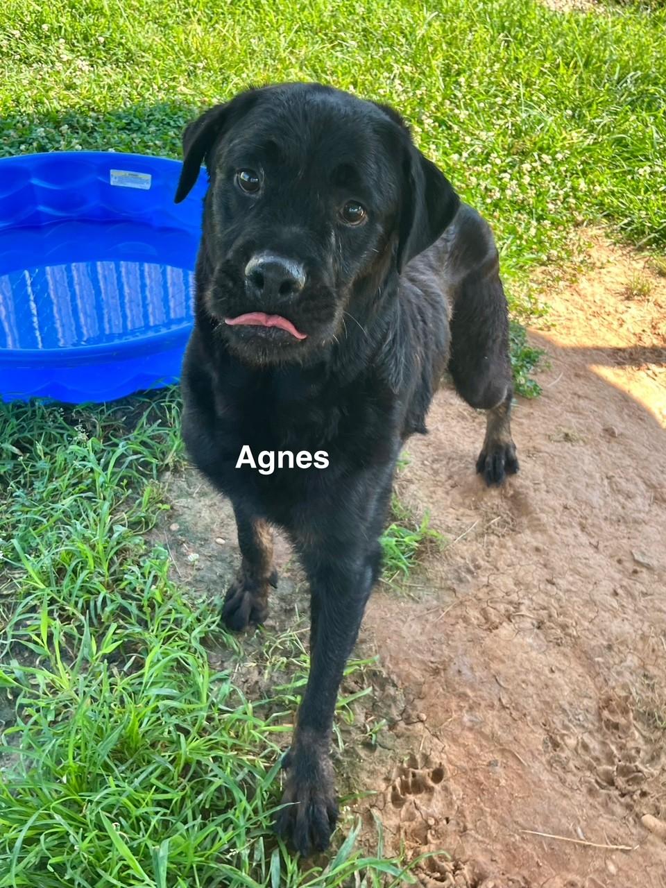 Agnes