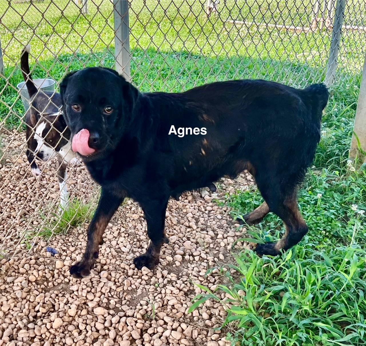 Agnes