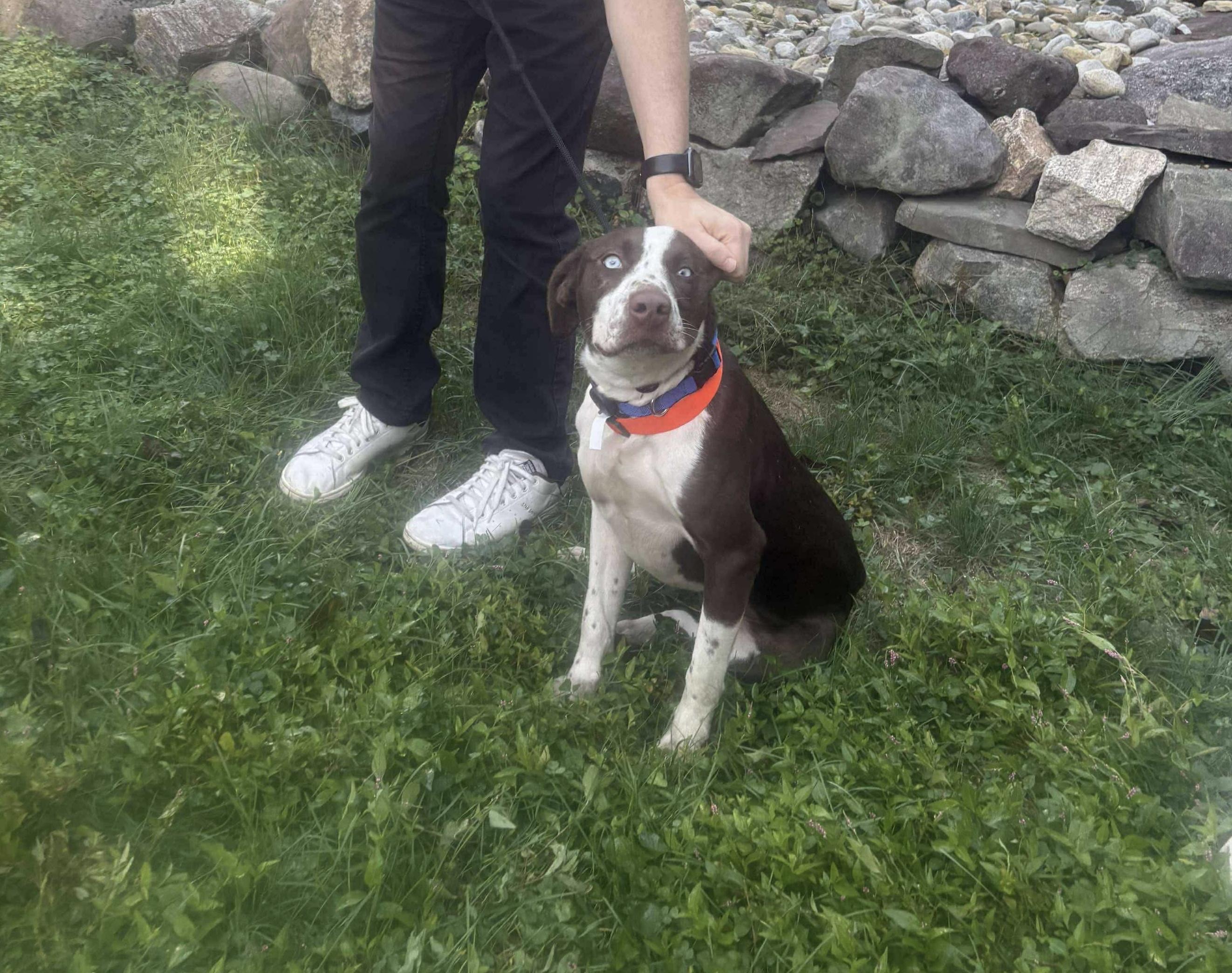 Bluey, Adoptable, Young Female Beagle.