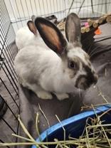 Toppi (bonded with Cliff), adopted, Young Female American.