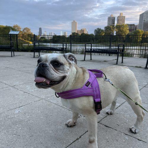 Cordelia, Adoptable, Adult Female English Bulldog.