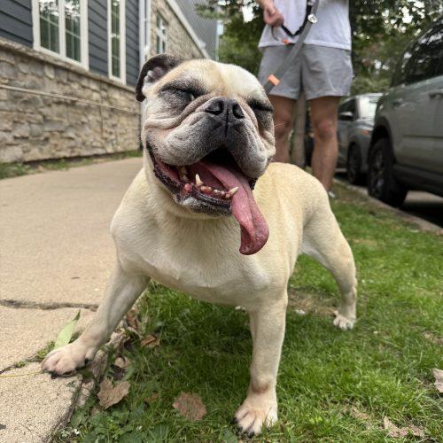 Enlarge Cordelia, a Adoptable English Bulldog in Chicago, IL image 2/5