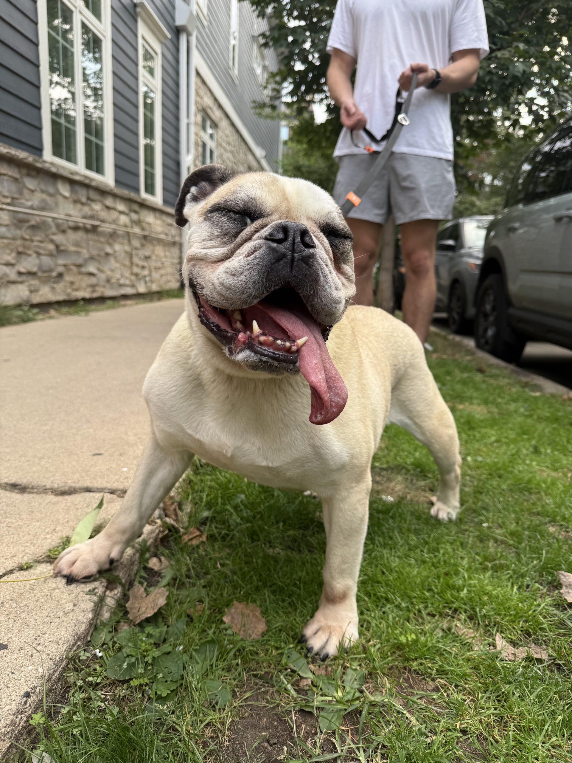 Enlarge Cordelia, a Adoptable English Bulldog in Chicago, IL image 3/5