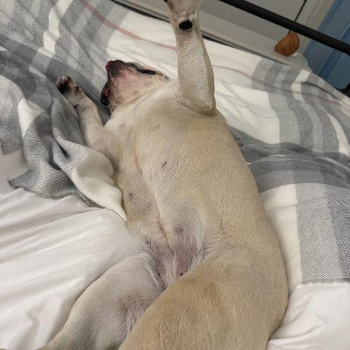 Enlarge Cordelia, a Adoptable English Bulldog in Chicago, IL image 4/5