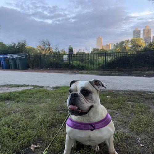 Enlarge Cordelia, a Adoptable English Bulldog in Chicago, IL image 5/5