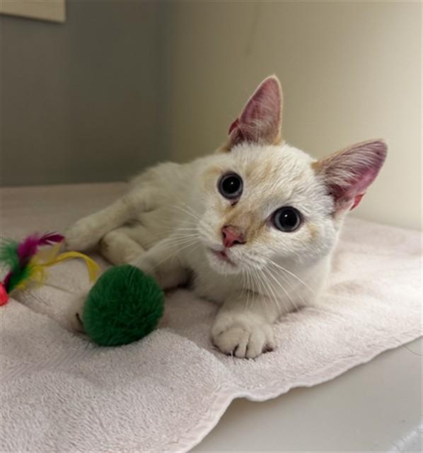 TRITON, Adoptable, Young Male Domestic Short Hair.