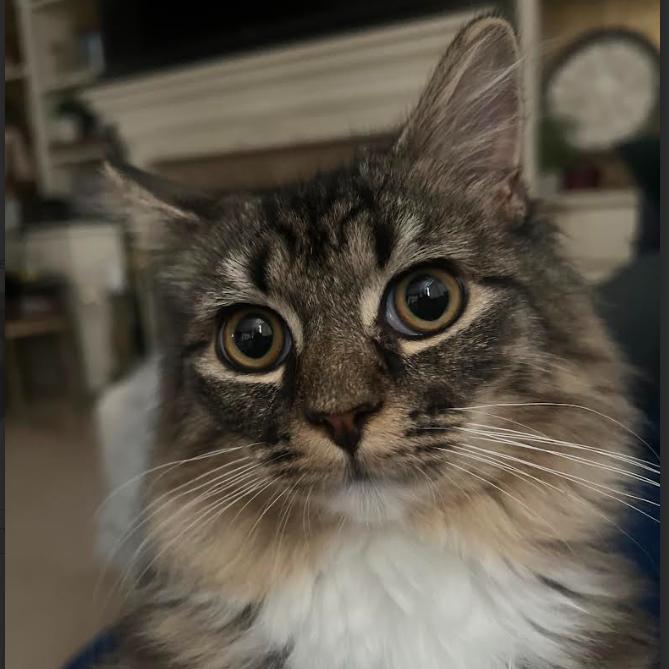Enlarge Whiskey, a Adoptable Domestic Long Hair in Donalsonville, GA image 2/2
