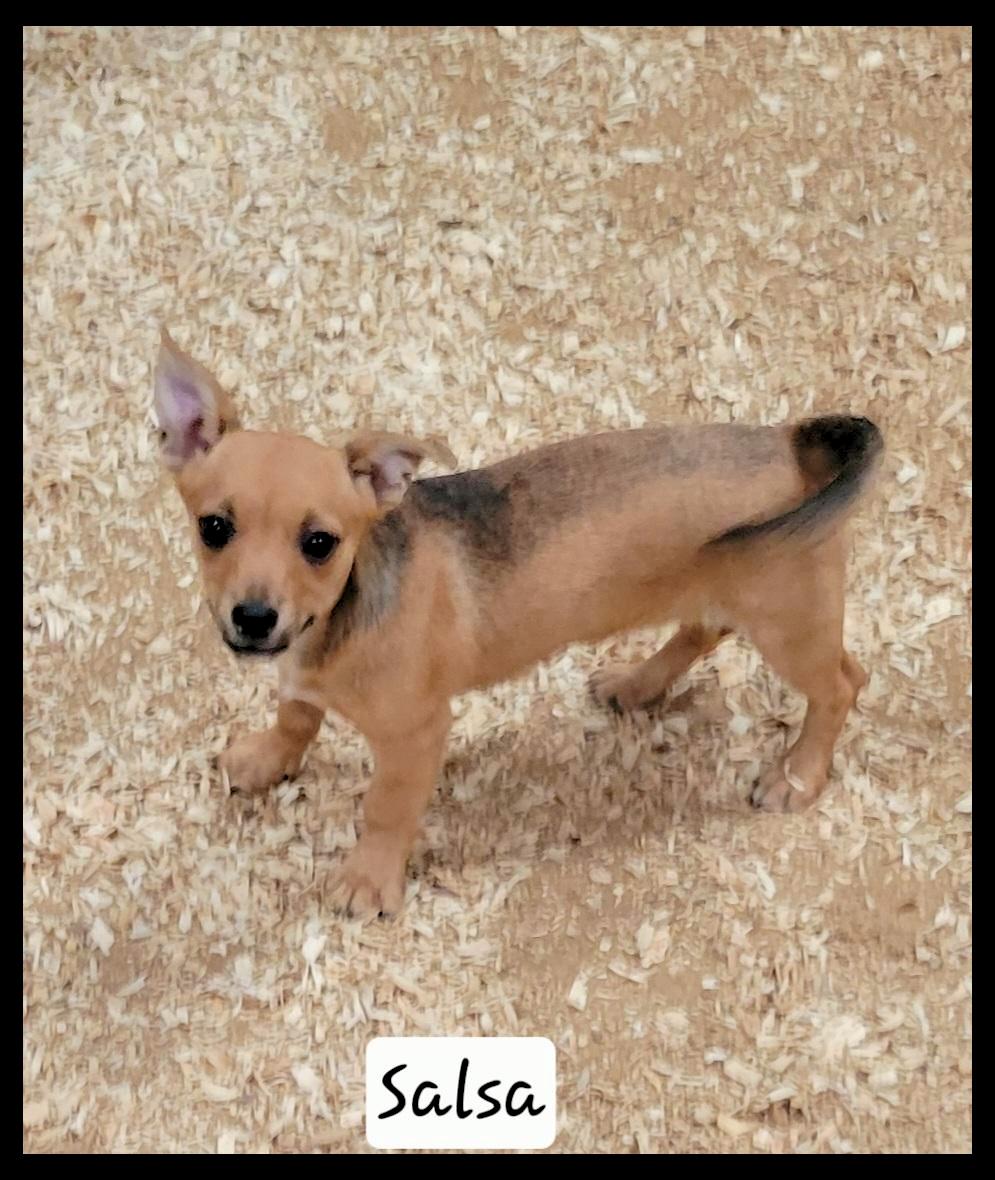 Enlarge Salsa, an adopted mixed breed in Granbury, TX image 1/1