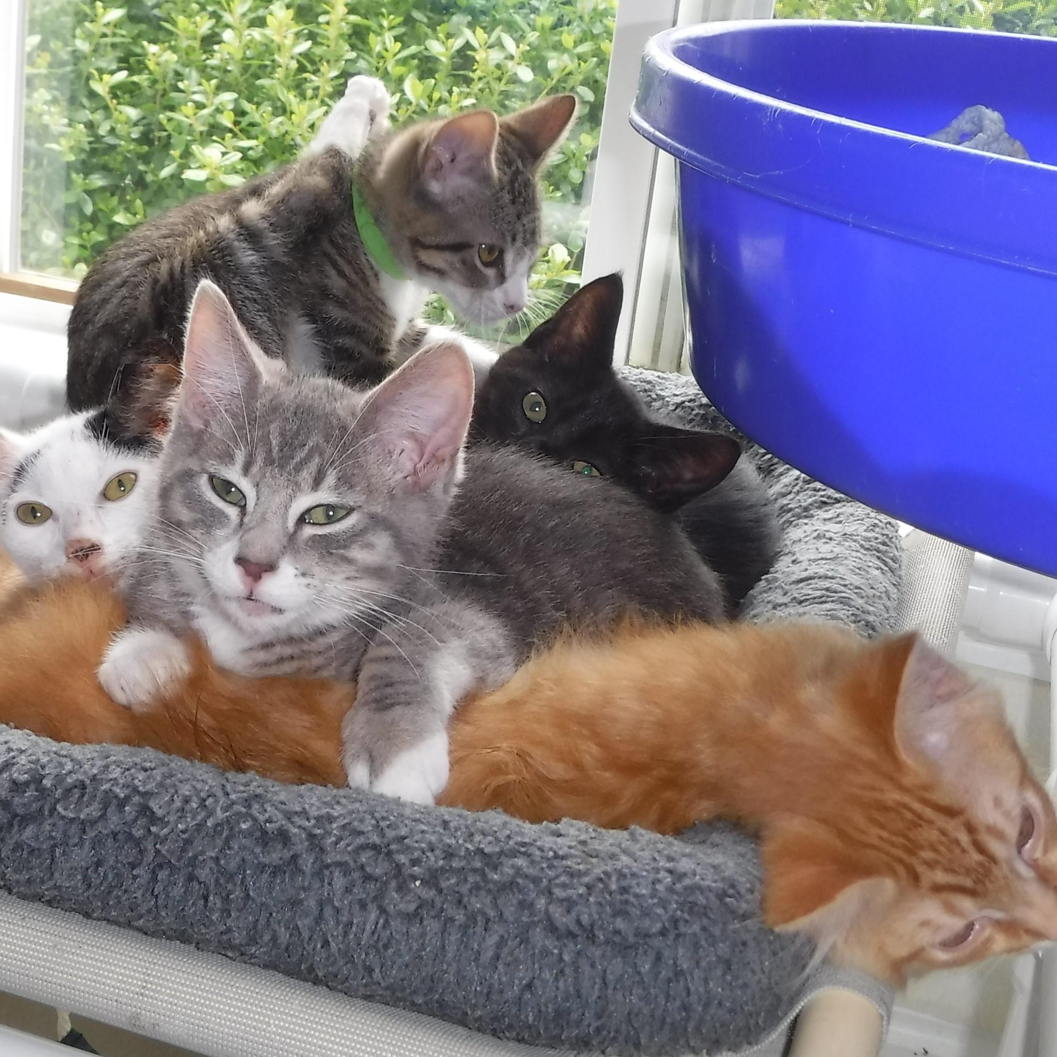 KITTENS GALORE!, a Adoptable mixed breed in Hoquiam, WA image 3/5