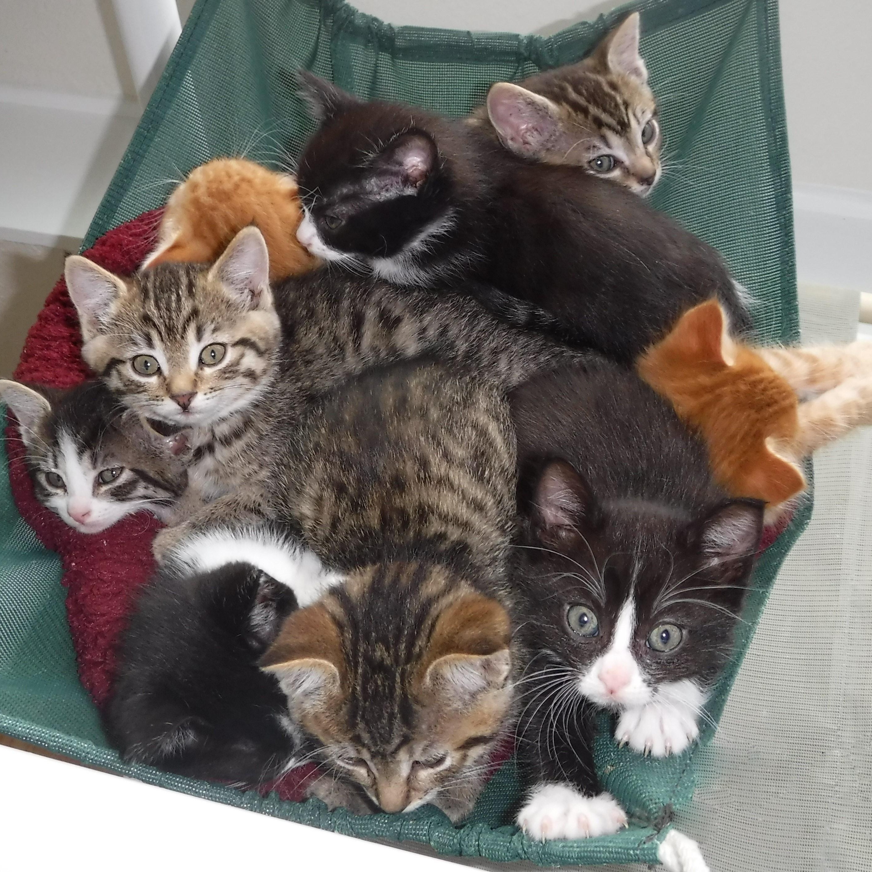 KITTENS GALORE!, a Adoptable mixed breed in Hoquiam, WA image 1/5