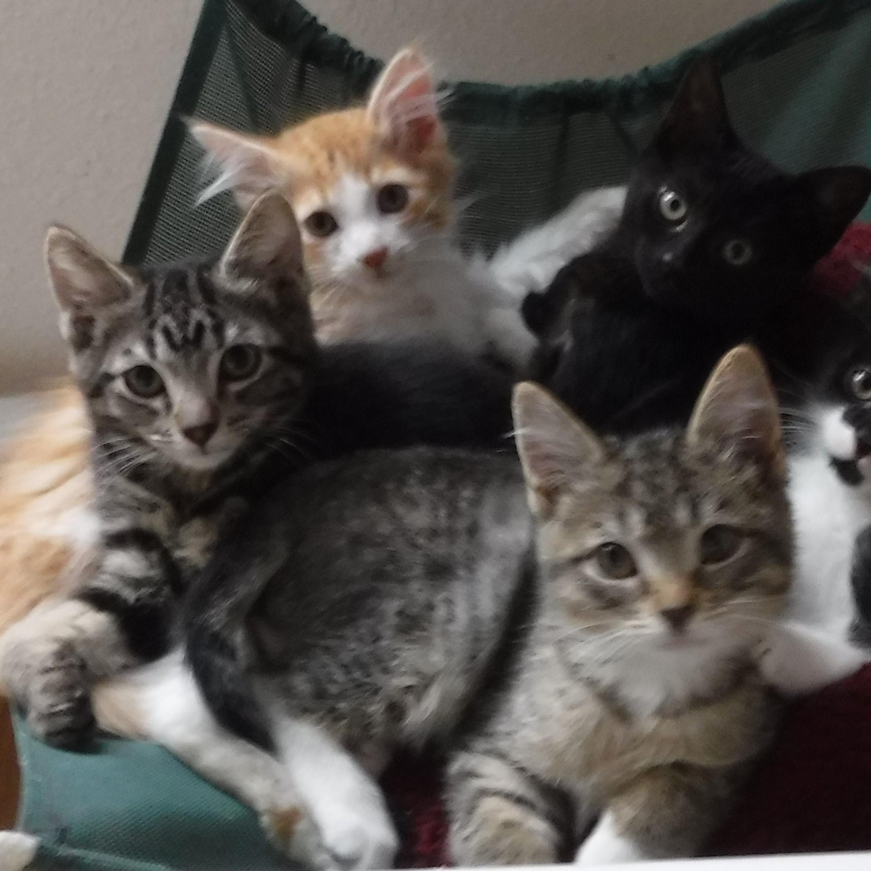 KITTENS GALORE! photo 5