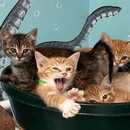 KITTENS GALORE!, a Adoptable mixed breed in Hoquiam, WA image 2/5