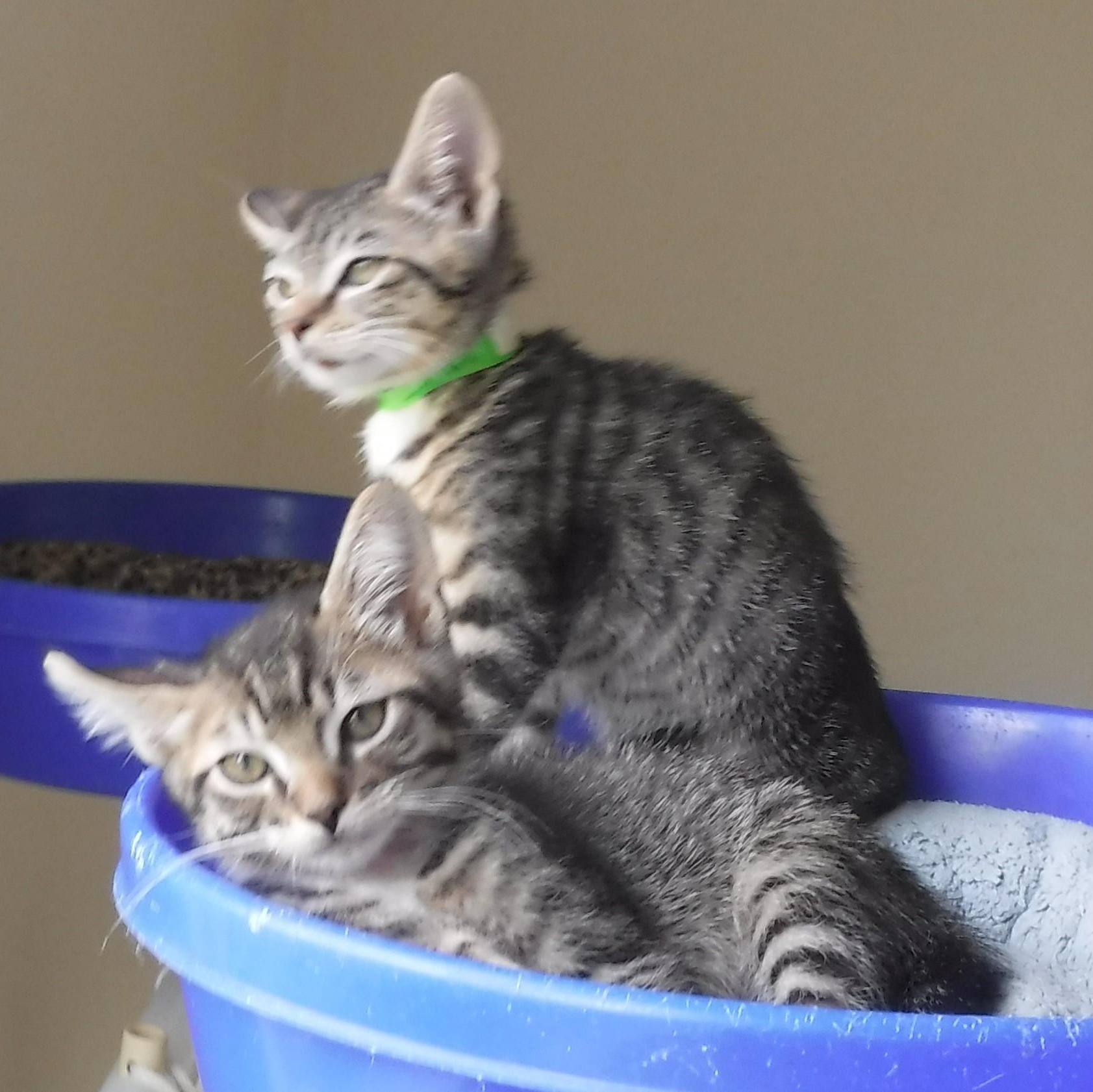 KITTENS GALORE! photo 3