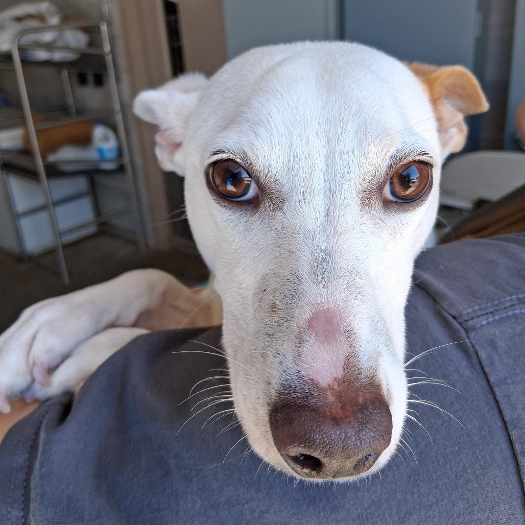 Enlarge Niblet, a Adoptable Jack Russell Terrier in Vinita, OK image 2/6