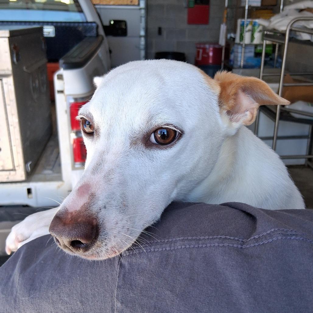 Enlarge Niblet, a Adoptable Jack Russell Terrier in Vinita, OK image 5/6