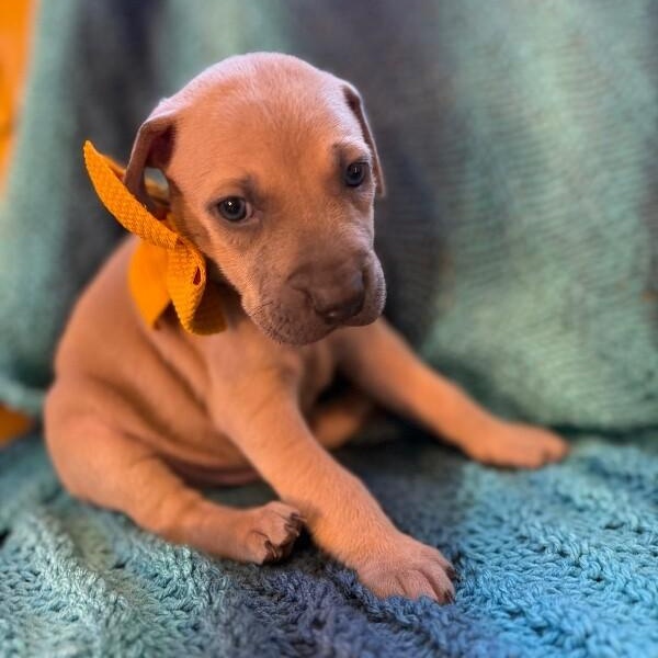 Cosmo Space — thumbnail 2