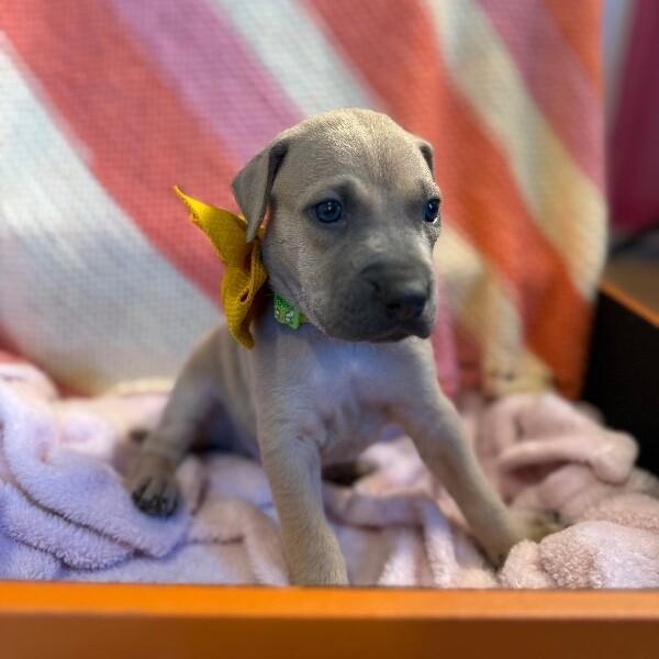 Cosmo Space — thumbnail 4