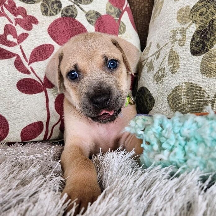 Cosmo Space — thumbnail 5