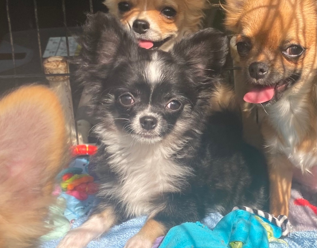 Squeaker , Adopted, Puppy Male Chihuahua.