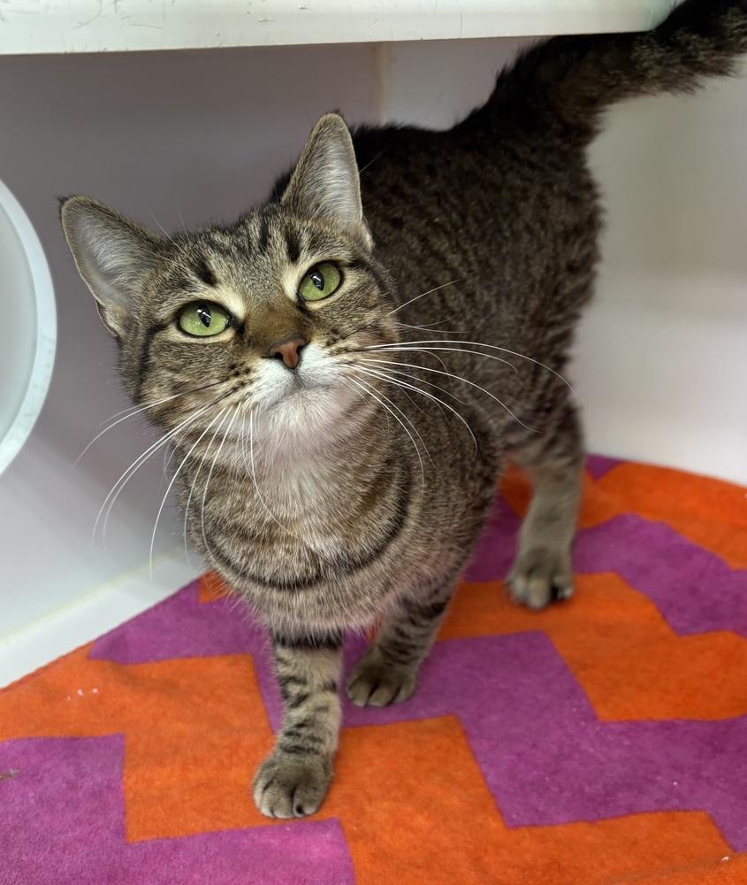 Shila, a Adoptable Domestic Short Hair in Rochester, IN image 1/2