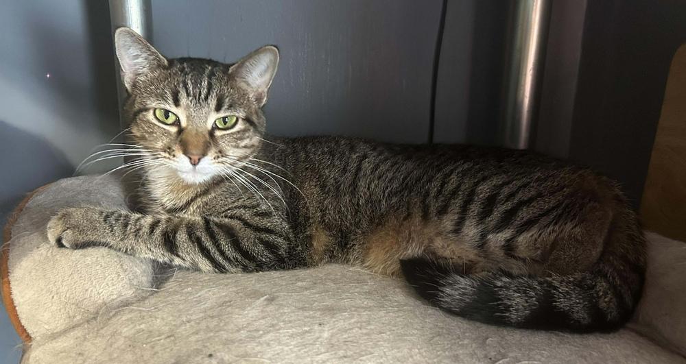 Shila, a Adoptable Domestic Short Hair in Rochester, IN image 2/2