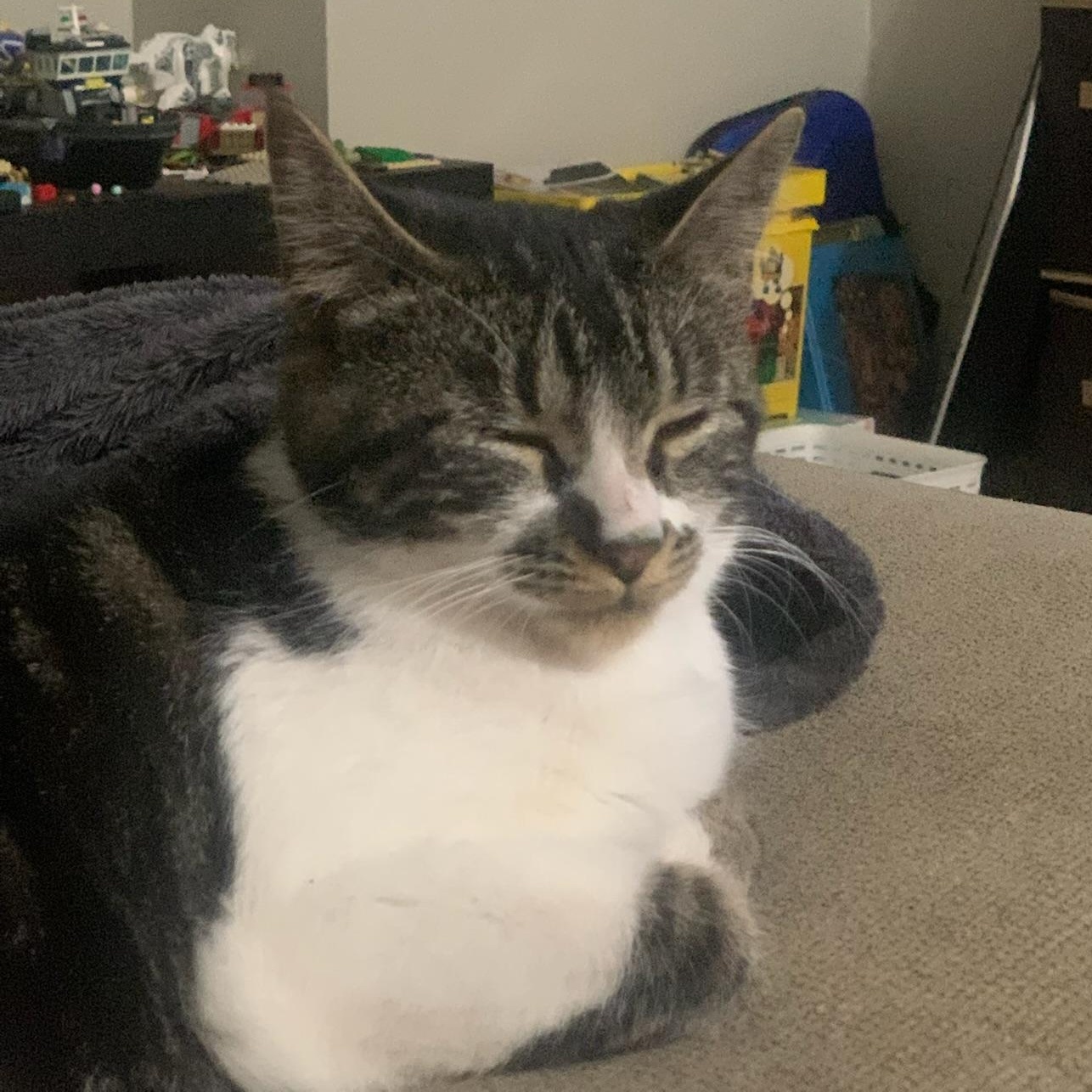 Enlarge Mata, a ADOPTABLE Domestic Short Hair in Pickering, ON image 4/6