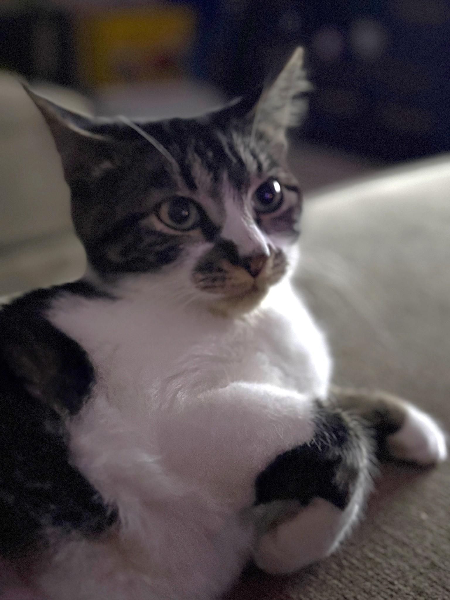 Enlarge Mata, a ADOPTABLE Domestic Short Hair in Pickering, ON image 5/6