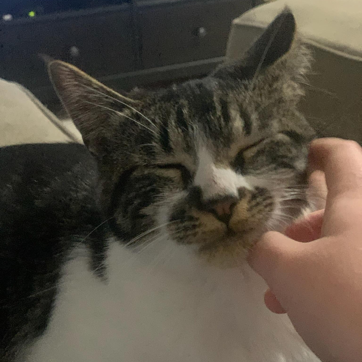 Enlarge Mata, a ADOPTABLE Domestic Short Hair in Pickering, ON image 2/6