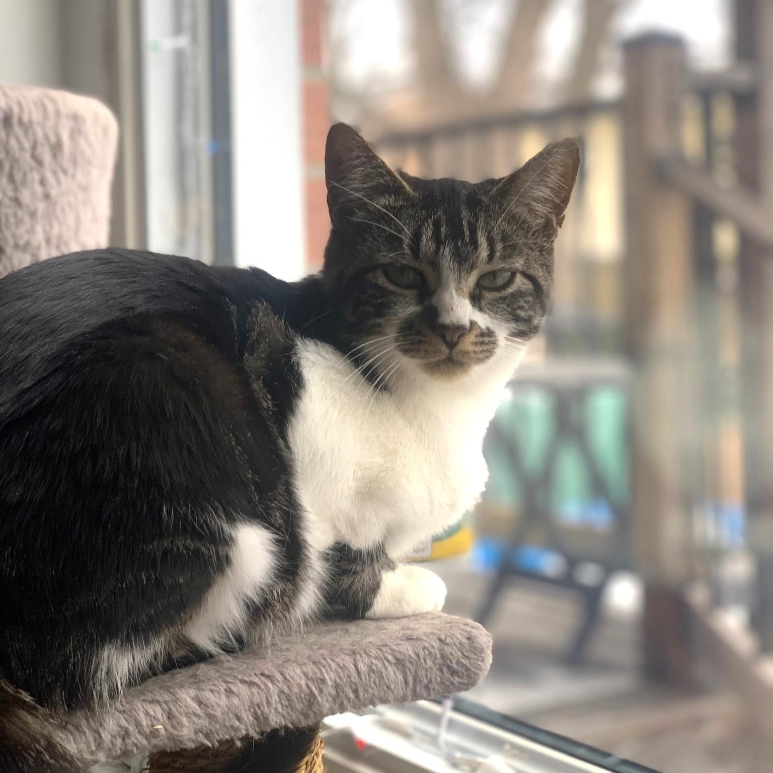 Enlarge Mata, a ADOPTABLE Domestic Short Hair in Pickering, ON image 3/6