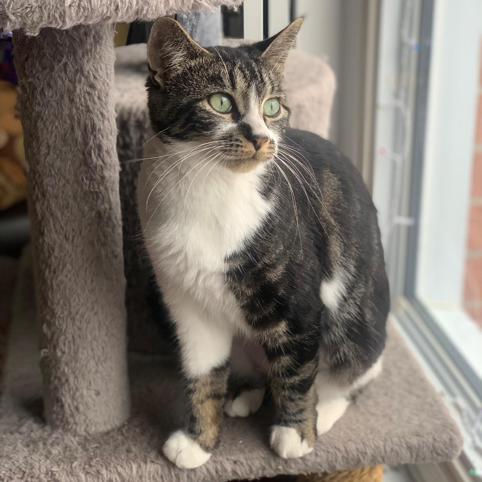 Mata, ADOPTABLE, Young Female Domestic Short Hair.