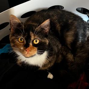 Enlarge River, a Adoptable Domestic Short Hair in Sherwood, OR image 1/2