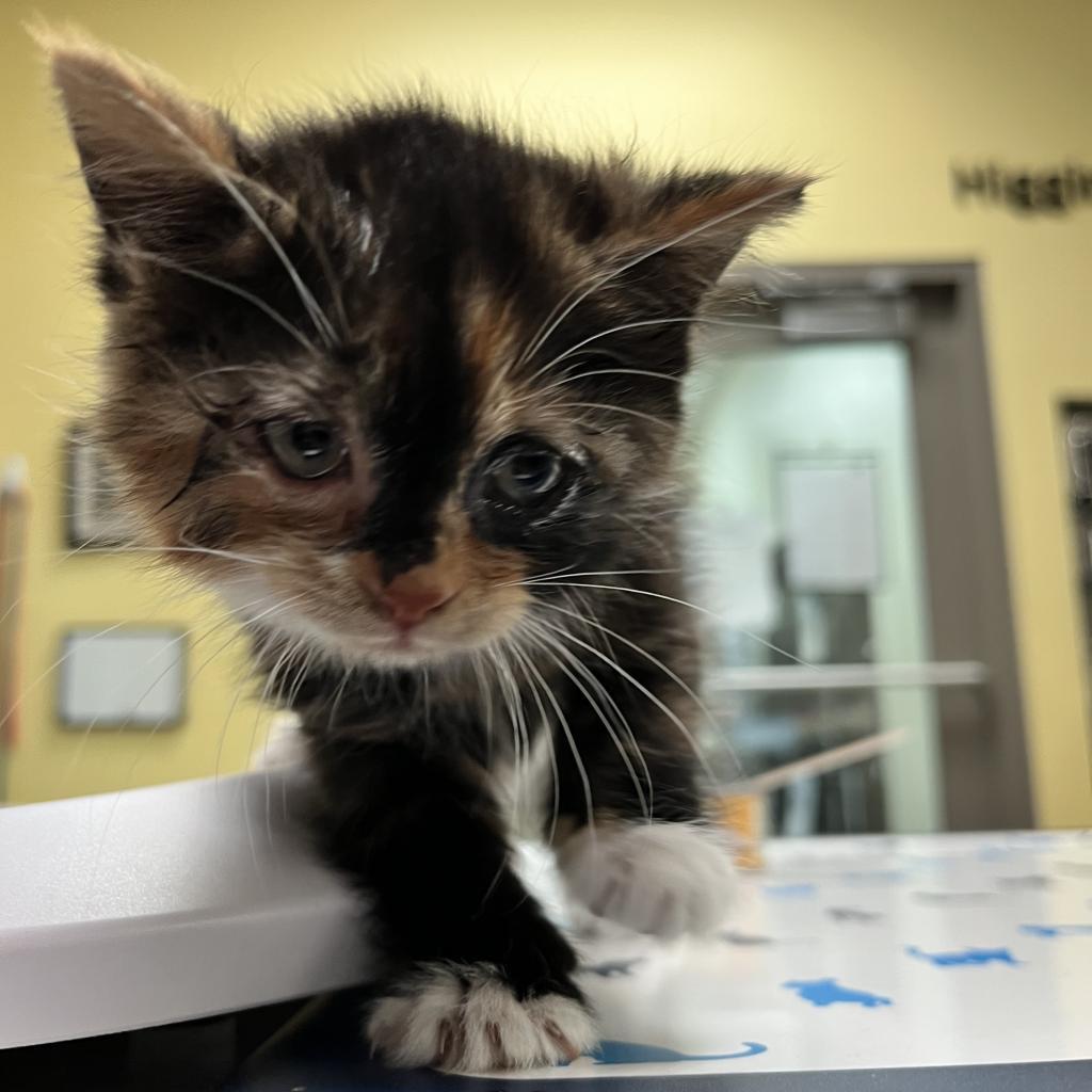 Enlarge River, a Adoptable Domestic Short Hair in Sherwood, OR image 2/2