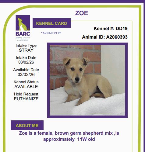 Enlarge Zoe, a Adoptable mixed breed in Aurora, CO image 1/1
