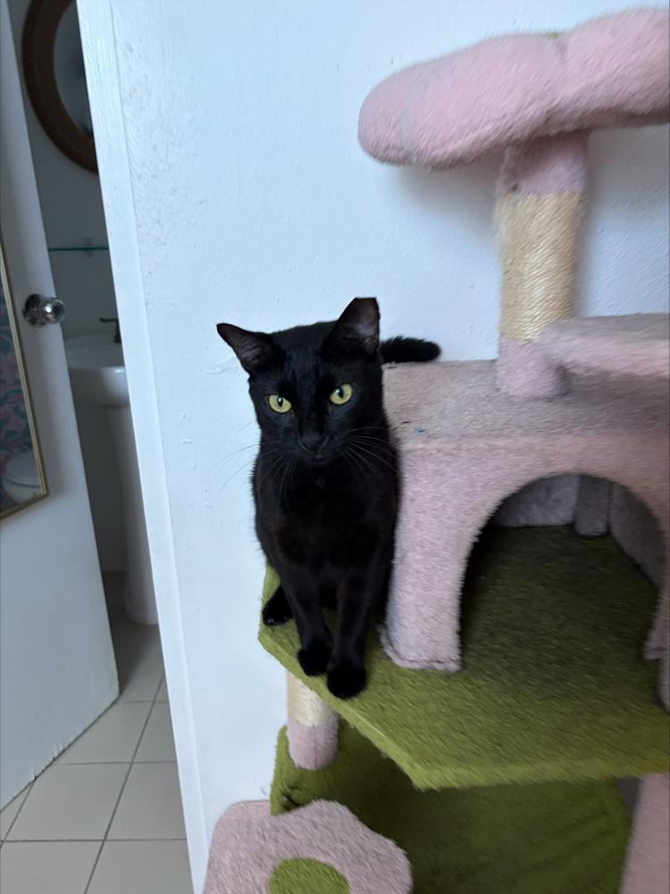 Nini, Adoptable, Young Female Domestic Short Hair.