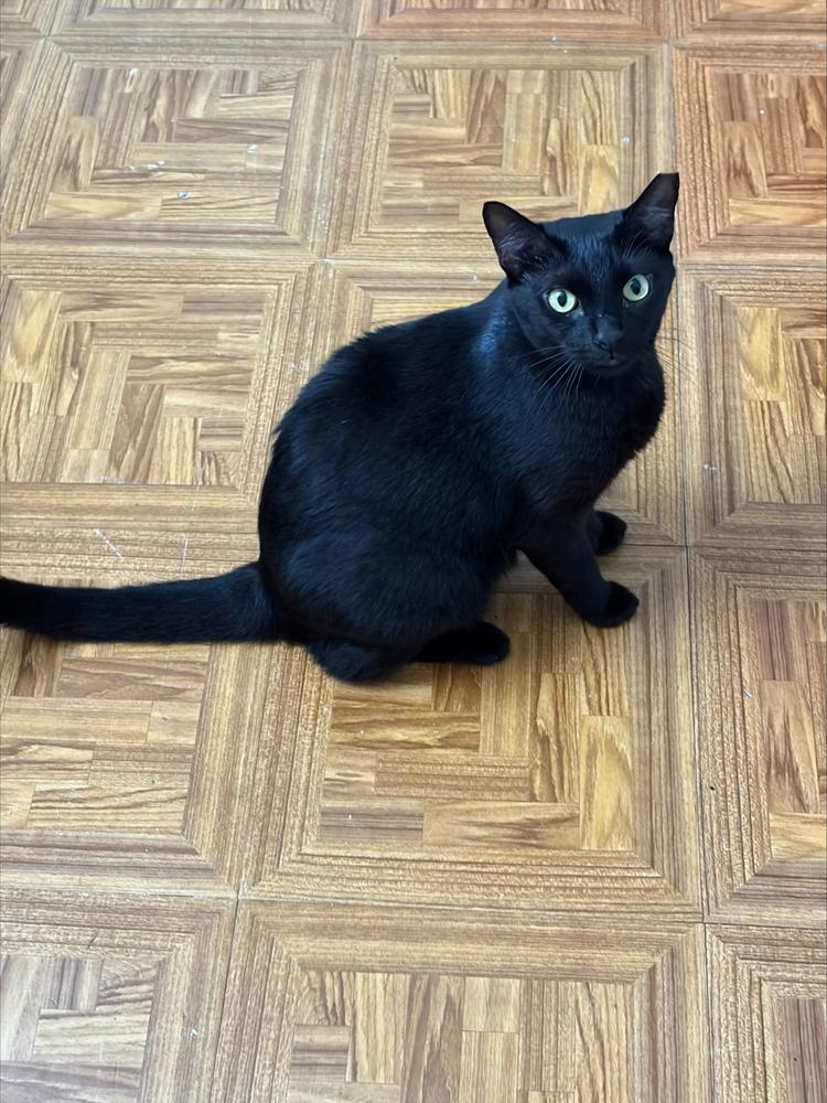 Enlarge Nini, a Adoptable Domestic Short Hair in Naranjito, PR image 2/5